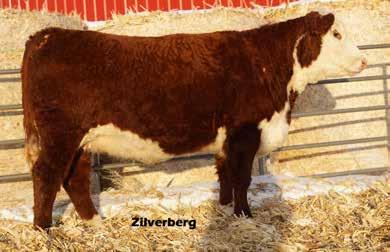 64 Bar JZ Glimmer 962E 1.6 3.4 60 99 1.2 29 7.6 88 1.50 1.40.015.41.19 $27 $33 962E.. Out of a super uddered Independence cow that ratioed 102 for weaning weight & 80 for birth wt.