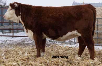 0 123 1.30 1.40.045.36 -.02 $29 $29 577D.. Pasture exposed to Bar JZ Cornerstone 627C from 6/25/17 to 8/1/17. Ultrasound tested safe with 4/27/18 calf.