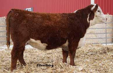 She is bred to be great & looks the part. She is an ET product out of a dam who was also an ET calf. Her grandam 701H was one of our best Dams of Distinction.