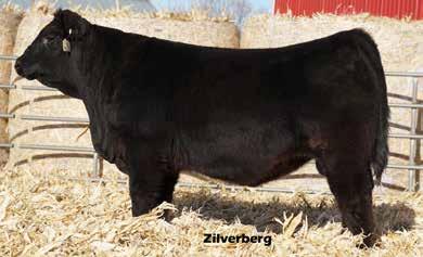 A moderate birth weight bull by the highly regarded AI sire TMCK Architect 031A. He has a 107 weaning ratio and is a good looker. Top 5% SC. Top 25% CED, BW.