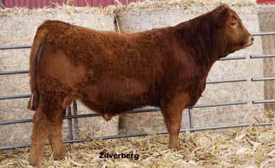 He is sired by the great AI bull Wulfs Xcellsior and has a 103 weaning ratio. Top 25% WW, YW, TM, ST, YG, REA, MB, $MTI.