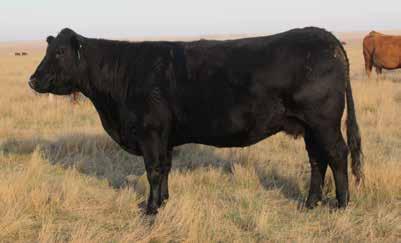 84 205 day wt 756 dam s age 2 Pld (T) Blk (T) 12-0.4 65 101 30 63 6.45 13 -.18 29.29 -.17 -.06 45 257E. Another good son of the calving ease sire SYES Backstage.