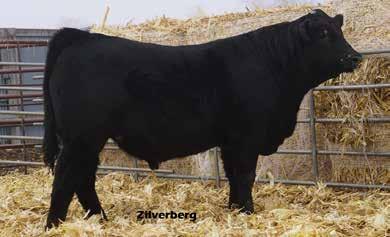 A light birth weight bull that has a dam with a 112 average weaning ratio. Top 5% BW, MK, SC. Top 25% CED, TM, ST.