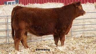 By Wulfs Xcellsior and out of a super good dam whose first bull calf was a high seller in our 2015 sale. Top 15% REA. Top 25% CED, ST.