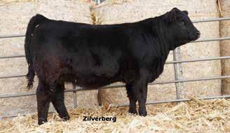 205 day wt 633 dam s age 7 Double Red 10 0.3 67 98 20 54 8.25 17 -.22 28.60 -.06 -.05 50 879E. A beautiful heifer that surely someone should show.