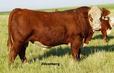 Hereford Reference Yearling Bulls Sires Surgical Strike Bruiser Bar JZ