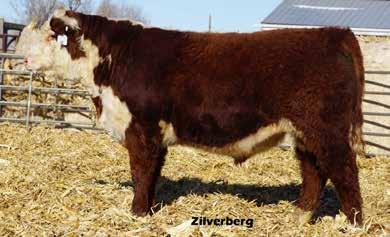 The 347Y cow was an easy choice to flush when we considered her 110 average nursing ratio, proven pedigree, and brood-cow look.