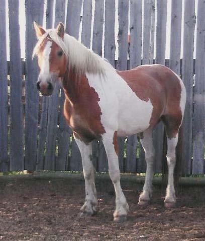Jackson 3 Farms Ltd. P-5 Peaches 5 yr old Paint Mare This 2004 mare is a granddaughter of Grated Coconut.