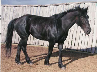 S-1 Stella Star 3 yr old Black Filly This 2006 mare is a granddaughter of Grated Coconut.