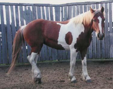 She has been dummied out twice a year since 2007. P-7 Pandora 5 yr old Paint Mare This 2004 mare is a daughter of Cowboy.