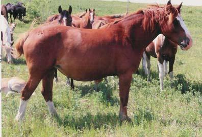 N-4 Nell 6 yr old Sorrel Mare This 2003 mare is a half sister to Calgary s Grim Proof (NFR), Gorgeous Connie (NFR), Knight Rocket (NFR