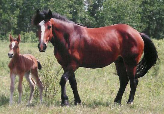She is a half sister to NFR horses such as Whiskey and Wild Strawberry.