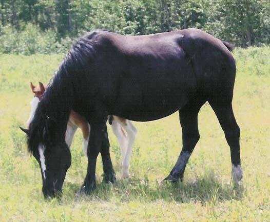 R-10 Ripley s 4 yr old Black Mare This 2005 mare is a daughter of Cowboy.
