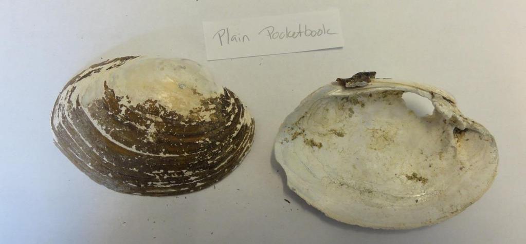 Since native mussel surveys began in Wyoming, only one live plain pocketbook has been found during prairie stream fish surveys in 2008 (Edwards 2009).