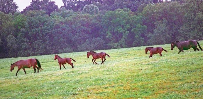 Standardbred Retirement Foundation, and her equine veterinarian husband Steve live in Millstone with their two young sons.