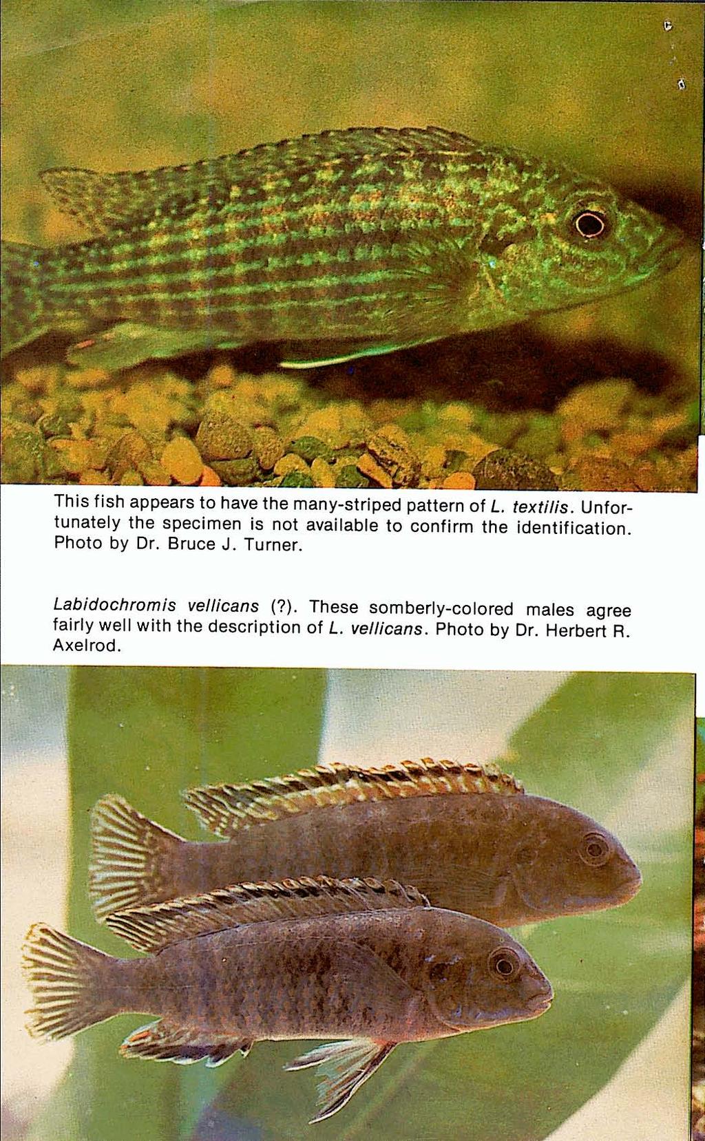 This fish appears to have the many-striped pattern of L. textilis. Unfortunately the specimen is not available to confirm the identification. Photo by Dr.