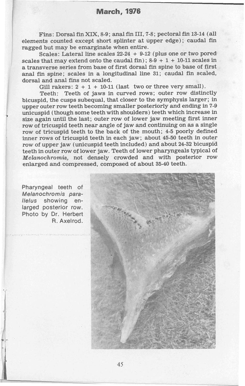 March, 1976 v Fins: Dorsal fin XIX, 8-9; anal fin III,7-8; pectoral fin 13-14 (all elements counted except short splinter at upper edge); caudal fin ragged but may be emarginate when entire.