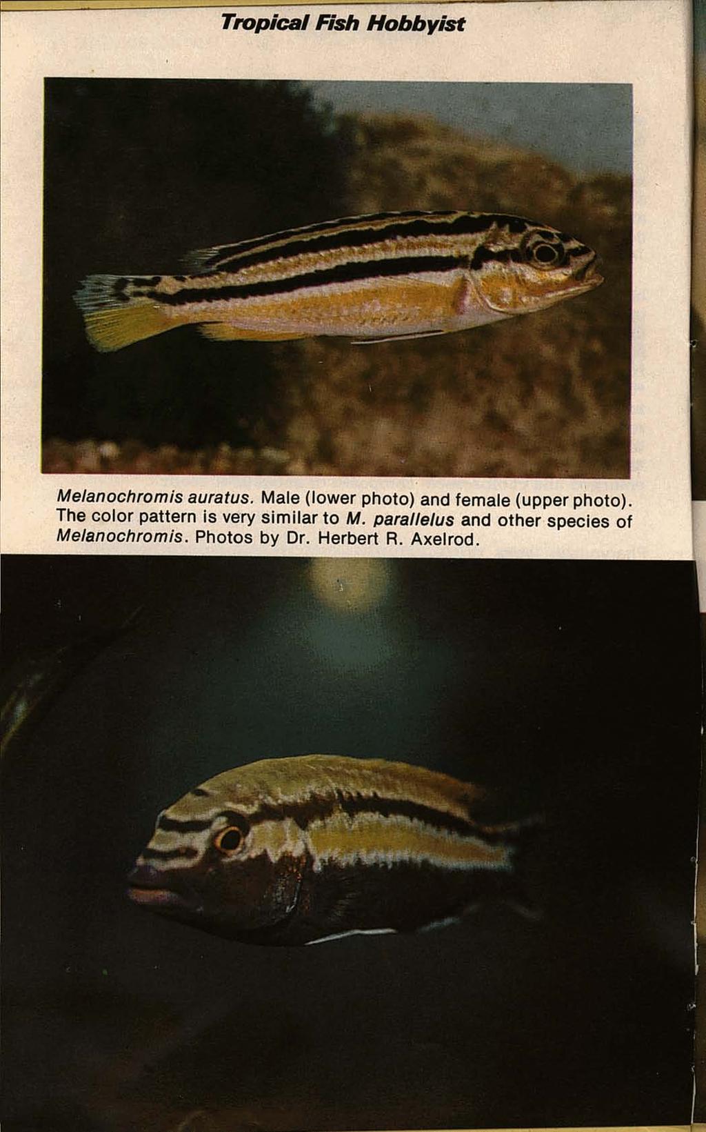 Tropical Fish Hobbyist Melanochrornis auratus. Male (lower photo) and female (upper photo).