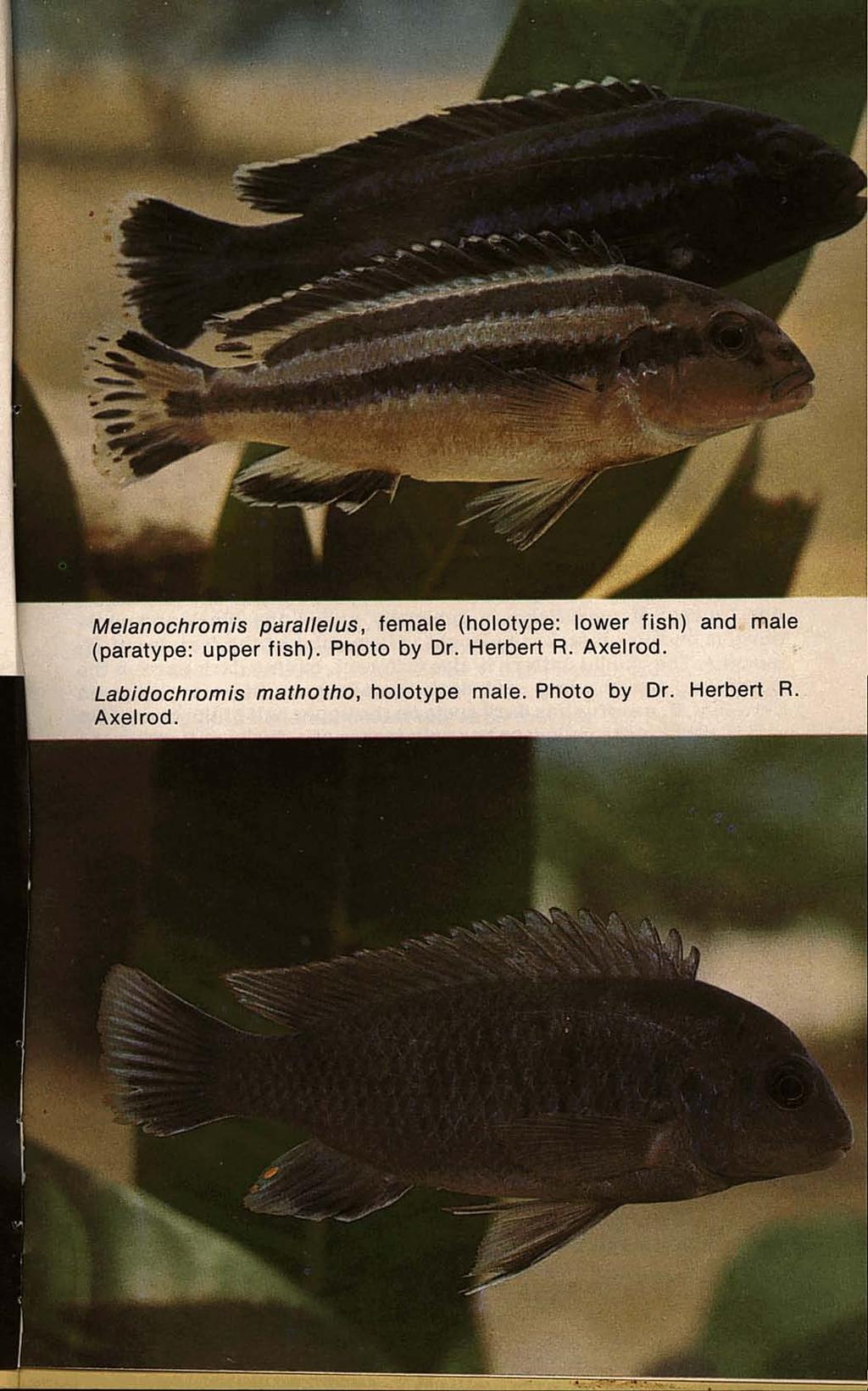 Melanochromrs parallelus, female (holotype: lower fish) and. male (paratype: upper fish).