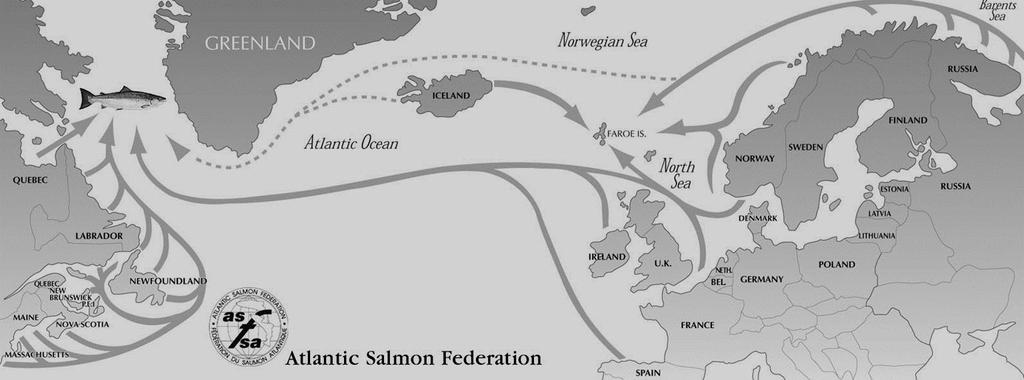 GSI of Mixed Fisheries Microsatellite DNA allows clear delineation of continent-of-origin for Atlantic salmon harvested in the Greenland