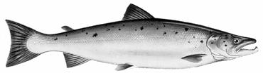 Within these areas there are more than 2 rivers with reported Atlantic salmon populations characterized by differences in life history traits including freshwater residence time, age at first