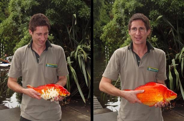 9 Figure 4: Examples of the large (>300 mm FL), highly coloured goldfish which have been mistaken for koi carp by the public in the Hokowhitu Lagoon, Palmerston North. Photo: Jeroen Brijs. 5.