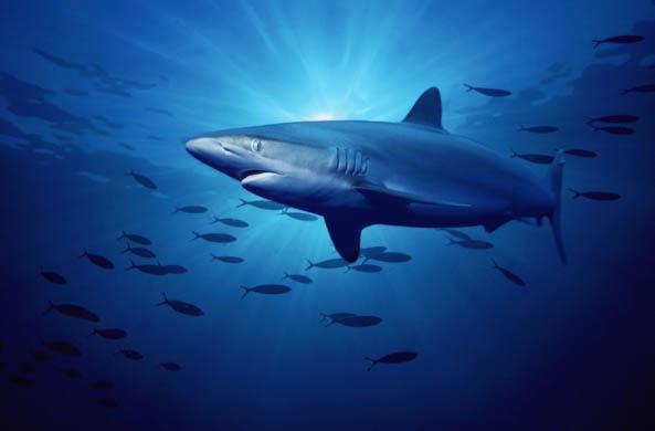 Progress Report on the EPO Silky Shark Stock Assessment Comisión Interamericana del Atún tropical Inter-American