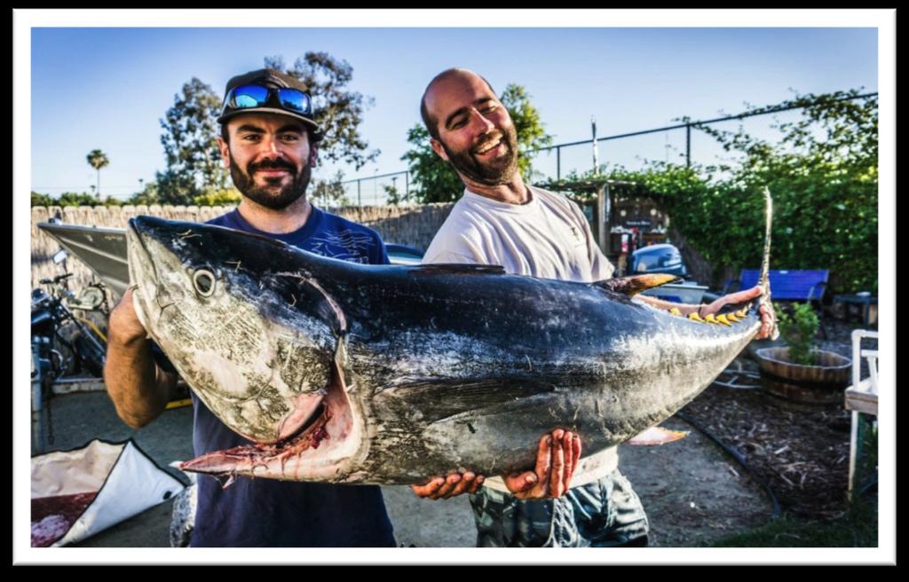 Cooperative Tuna Biological Sampling Working with