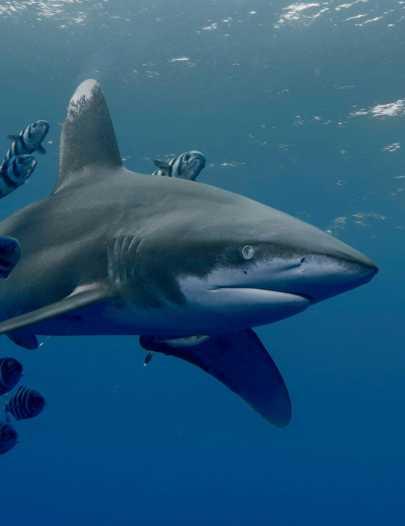 Oceanic Whitetip Sharks Biology Large fish (3-4m adult) Age at maturity 4-5yrs Live