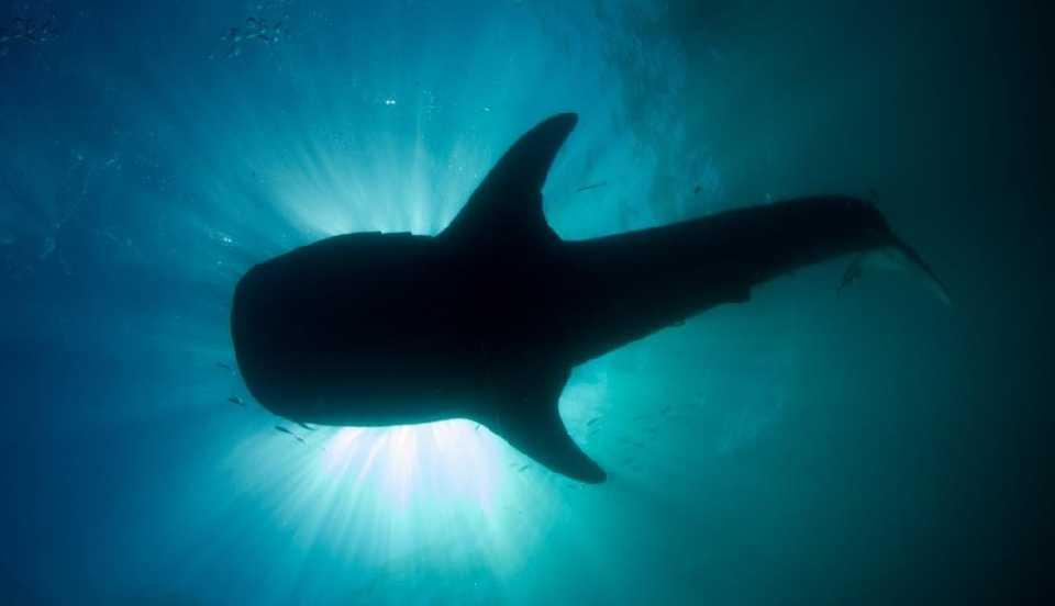 Whale Shark Rhincodon