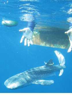 Whale Shark Biology Largest fish (15-20m adult) Can live up to 100yrs Very little info on