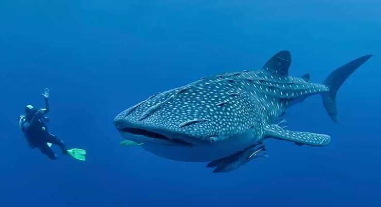 Whale Shark Annex II justified Criteria 1: serious species decline Criteria 4: listed as vulnerable by