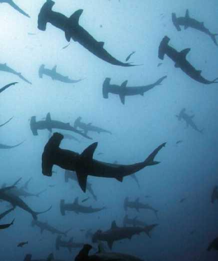 IPOA Sharks, FAO 2009 Objective ensure the conservation and management of sharks and their long-term sustainable use applies to all species of sharks,
