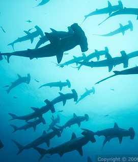 Hammerhead Sharks Biology First reproduction at 4yrs Can live up to 100yrs 12-40 pups in yearly cycle
