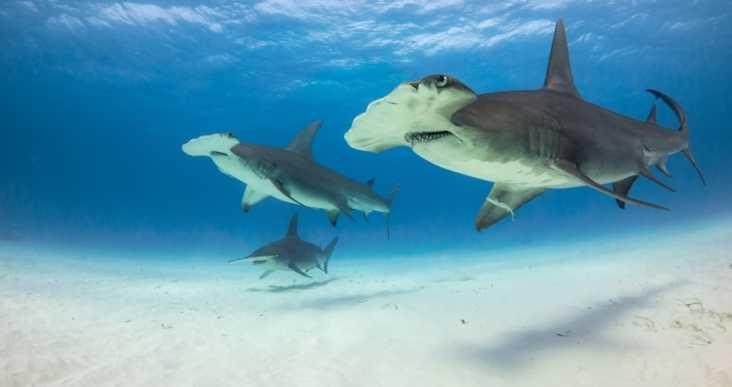 Hammerhead Shark Annex III justified Criteria 1: serious species decline Criteria 4: listed as endangered by IUCN for the
