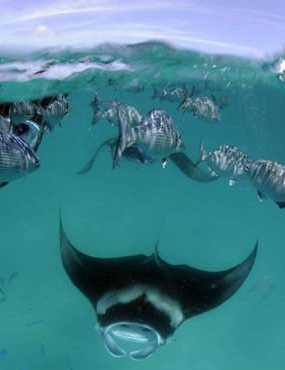 Manta rays Biology First reproduction at 8-10yrs Can live over 40 yrs 2 pups in 2 year cycle Can have up to 7m Ecology Coastal areas &
