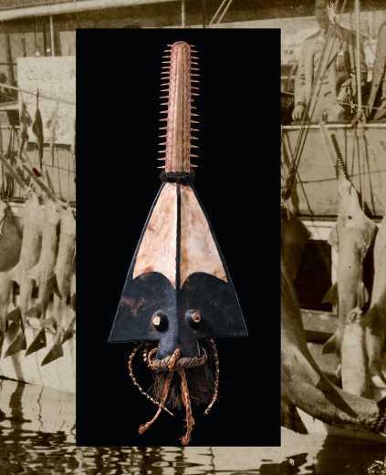 Small Tooth Sawfish Threats Heavily fished for over 100 years Valued for meat, fins and bill (rostrum)