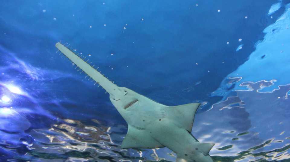 Small Tooth Sawfish Annex II justified Criteria 1: serious species decline Criteria 4: listed as critically