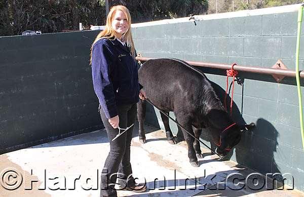 Anna Robertson of Williston FFA prepares the Chapter Steer for auction.