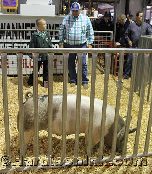 Champion Swine as it is being auctioned.