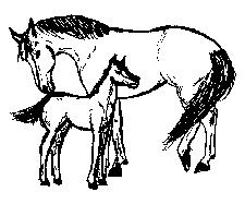 Mother Natures Mare Foaling Predic- tor Kit (Patent No. 3,519,527) Instruction Manual For Mother Natures Mare Foaling Predictor KitTM (Patent No.