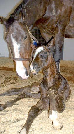 advantage available to her, the time for the foal s birth is here.