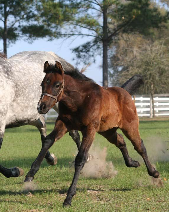 live healthy foal, a sick foal with veterinary bills attached or in the worst-case scenario, a dead foal.