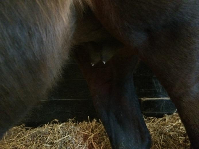 Foaling Waiting for your mare to foal is both an exciting and worrying time.