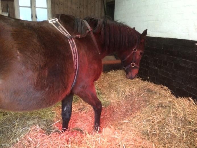 Other things that you can do to prepare for foaling are making sure that you have a well lit, large stable with a deep bed of clean straw and a
