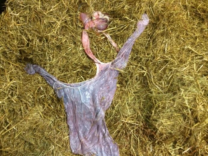 Once the foal is delivered the cord will usually break naturally just below the navel.
