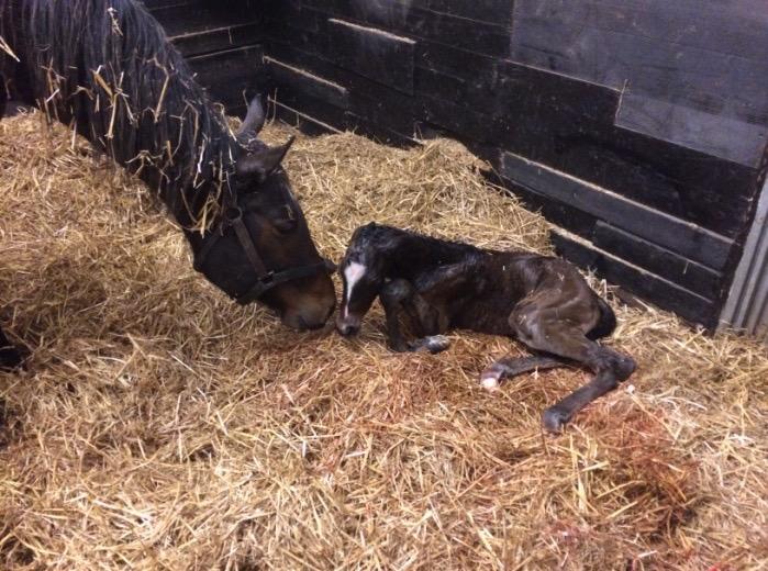 Once the mare has foaled she should be left alone with her foal to bond with it. The foal will usually stand within 1-2 hours and have had its first suck by 4 hours.