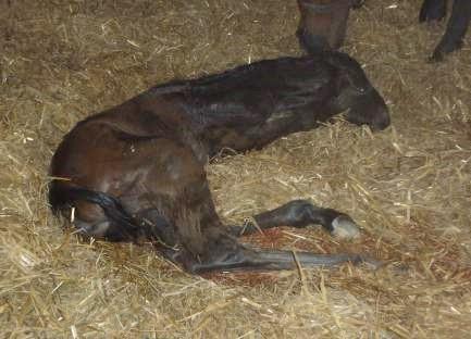 If the mare has not passed the afterbirth within 3 hours it is important to contact your veterinary surgeon as mares can become very sick if they retain part of or all of the placenta.