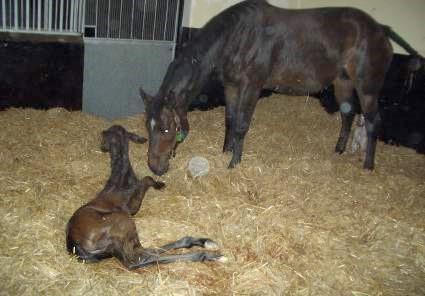Foals should stand within an hour of birth and suckle within two hours of birth. Those that do not should be examined by a veterinary surgeon immediately as they can deteriorate rapidly.