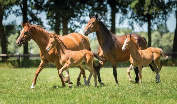 10 GUT HEALTH Foals are born with very few bacteria in their gut When they suckle for the first time, thousands of healthy bacteria in the colostrum (first milk) populate the gut and the microflora